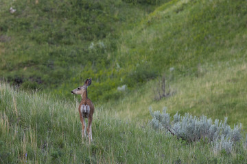 Whitetail Deer on the watch