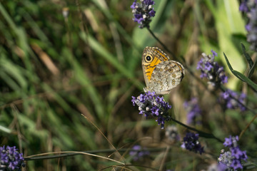 farfalla sul fiore di lavanda