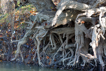 Root of poplar in autumn yellow leaves. Close Up