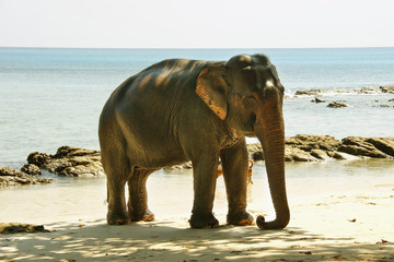 elephant on the beach. an elephant is washed in the ocean