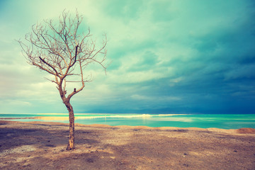 The alone tree without leaves on the beach. Minimalistic landscape with tree, sea and dramatic sky
