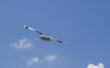 Möwe