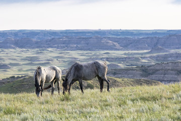 Wild mustangs of North Dakota