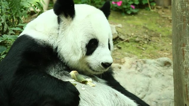 Panda eating bamboo in Thailand