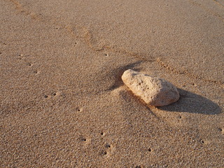 Small coral on sandy beach