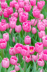 Obraz premium beautiful pink tulips flower in garden.