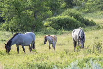 Fototapeta premium Wild mustangs of North Dakota