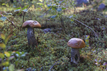 picking mushrooms