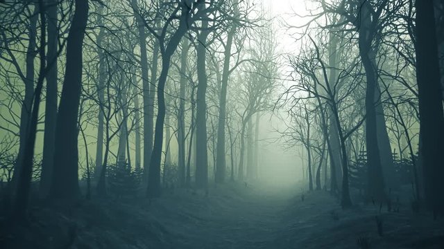 Forest alley in dense fog. Bare trees during winter. Dark moody landscape.