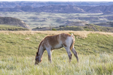 Wild mustangs of North Dakota