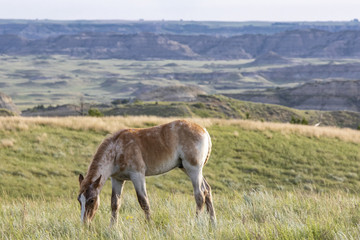 Wild mustangs of North Dakota