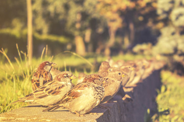 Sparrows sit in a row and bask in the sun