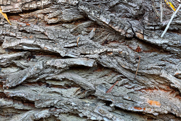 Bark of a willow tree. Closeup. Macro