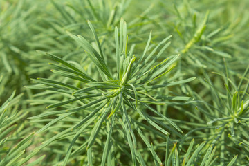 Naklejka na ściany i meble Late pine macro