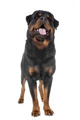 rottweiler in studio