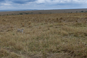 cheetah © Herbert