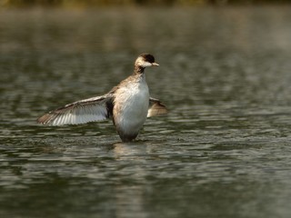 Juvenile black-necked grebe, Podiceps nigricollis