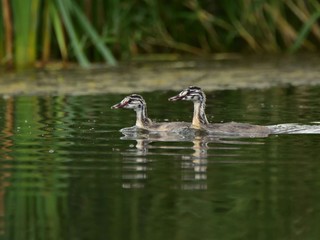 Juvenile great crested grebe (Podiceps cristatus)