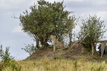cheetah © Herbert
