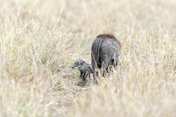 warthog in the savannah of africa