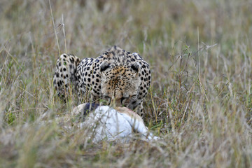 cheetah © Herbert