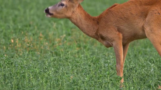 European roe deer (Capreolus capreolus) smelling female