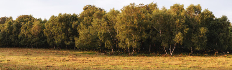 Beautiful Summer sunset panoramic landscape image of Ashdown Forest in English countryside with vivd colors