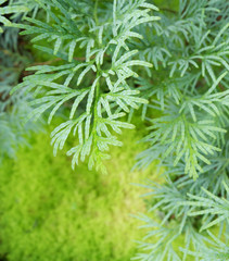 Green tree close-up, Background and texture.