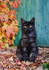 Black smoke colored kitten with red vine leaves in autumn