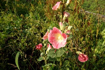 Flower mallow (malva decocta) coral in flowerbed.