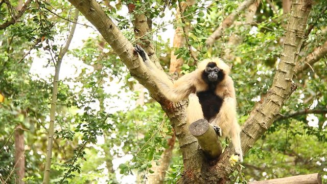 Gibbon eating  fruit in Thailand