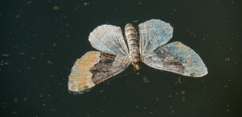 Moth on the surface of the water.