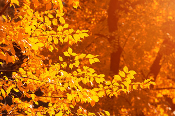 Bright yellow leaves in sunlight, beautiful fall season outdoor background