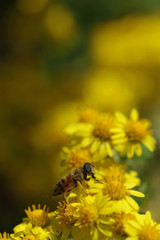 bee on yellow wild daisy flower in autumn