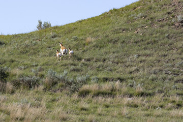 Pronghorn Antelope of North Dakota