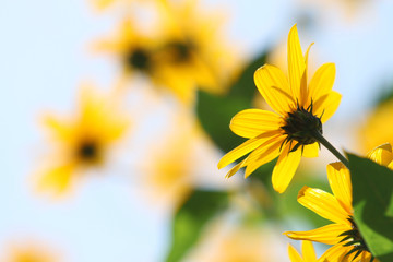 Obraz premium backlight of yellow sunflower under blue sky