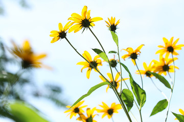 backlight of yellow sunflower under blue sky