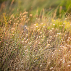 Late evening sunset Summer rays of sun light up sand dunes and grass in beach landscape