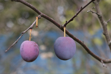 Plums on the branch without leaves. Plum orchard. Soft focus with bokeh background