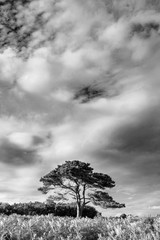 Obraz premium Stunning Summer sunset landscape image of Bratley View in New Forest National Park England black and white image