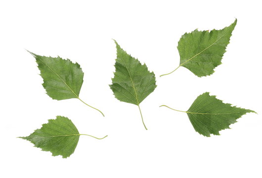 Birch leaves isolated on white background, top view with clipping path
