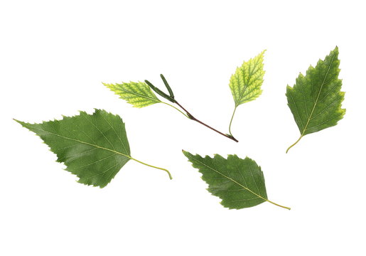 Birch leaves isolated on white background, top view with clipping path