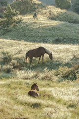Wild mustangs of North Dakota