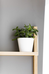Green Potted Plant Sitting On A Shelf