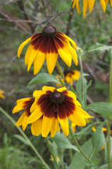 rudbeckia flowers