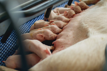 Newborn piglets suck the breasts of his mother in a farm © zatruto