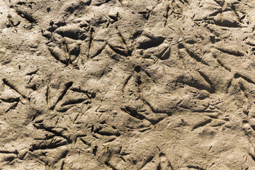 Seagull Footprints In The Mud