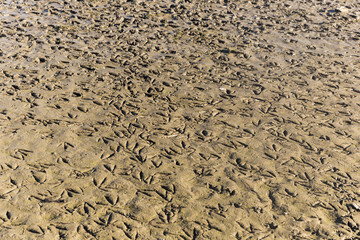 Bird Foot Prints Bathed In Mud