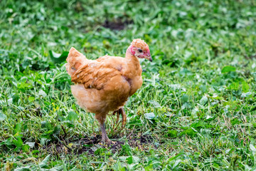 Chicken of breed naked neck  walks through the garden  among the greenery_