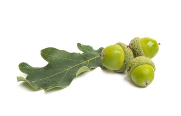 acorns isolated